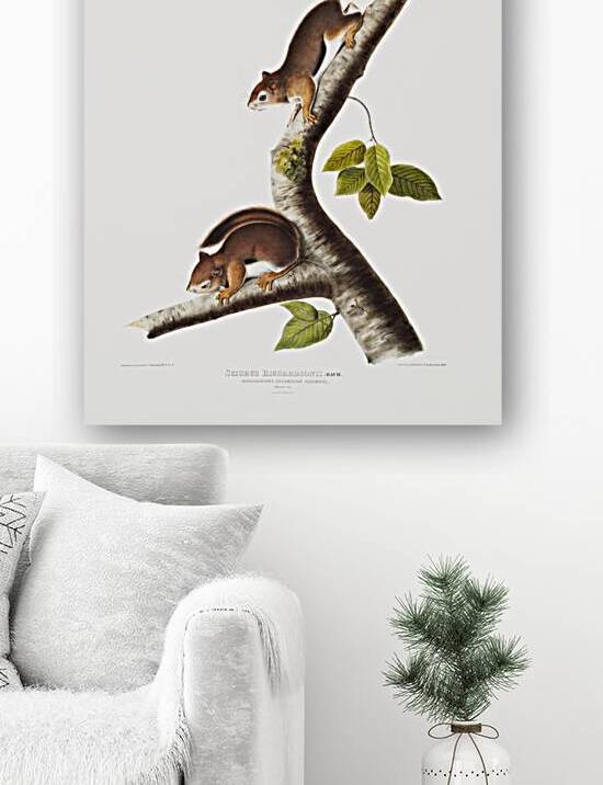 Chipping Squirrel Tamias Lysterii  by IStockHistory com