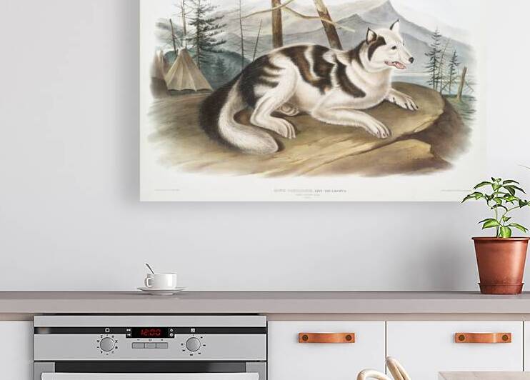 Hare-Indian Dog Canis familiaris  by IStockHistory com