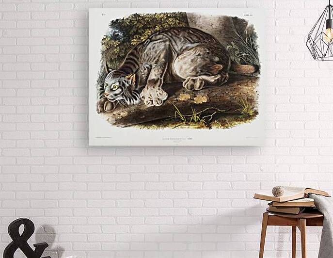 Canada Lynx Lynx Canadensis  by IStockHistory com