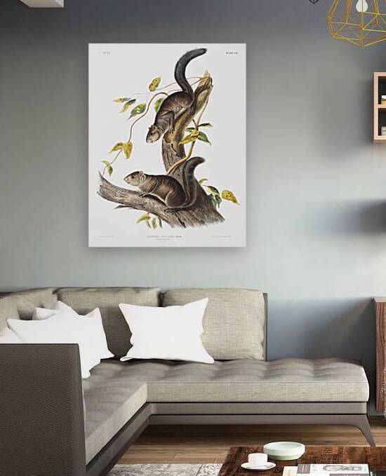 Collies Squirrel Sciurus colliaei  by IStockHistory com