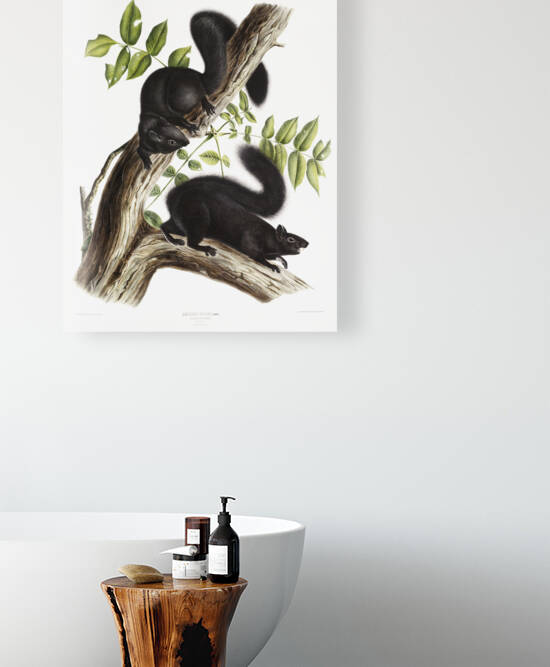 Meadow Mouse Arvicola richardsonii  by IStockHistory com