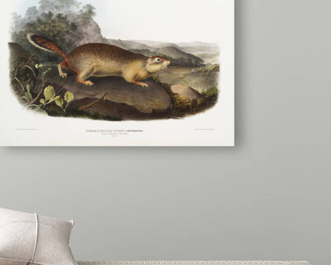 Marmot Squirrel Spermophilus Parryi  by IStockHistory com