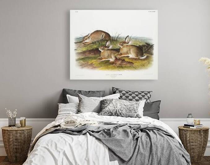 Warm Wood Hare Lepus artemesia  by IStockHistory com