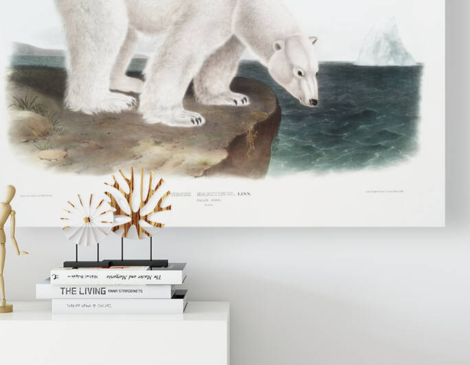 American Beaver Castor fiber Americanus  by IStockHistory com