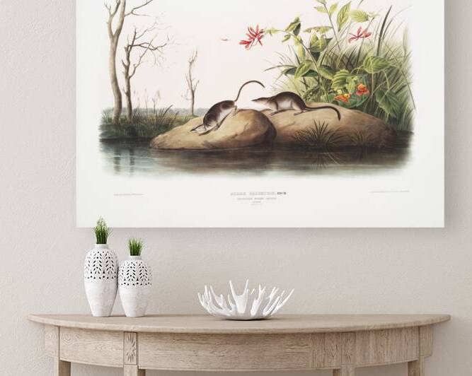 American Marsh Shrew Sorex palustris  by IStockHistory com