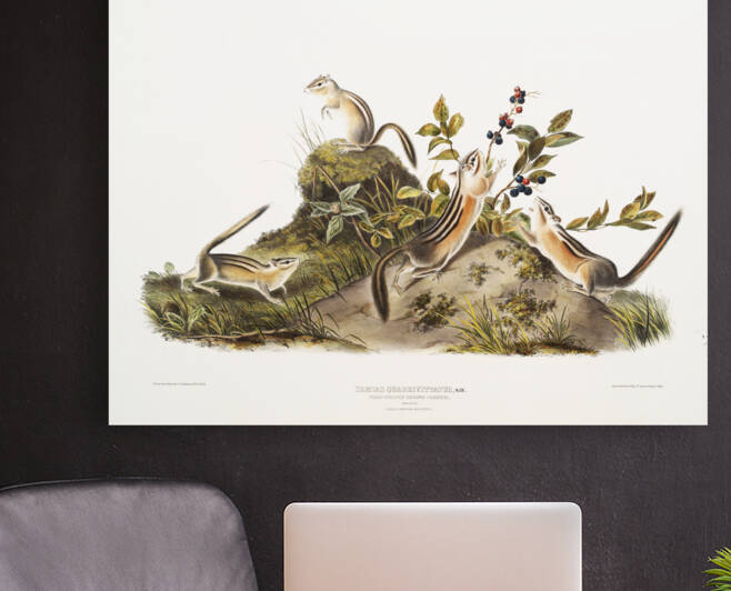 Four-striped Ground Squirrel Tamias quadrivitatus  by IStockHistory com