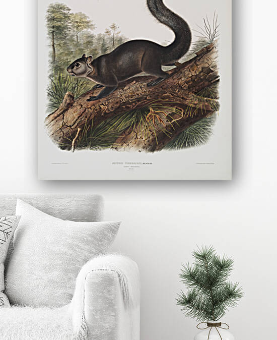 Dusky Sqiurrel Sciurus nigrenscens  by IStockHistory com