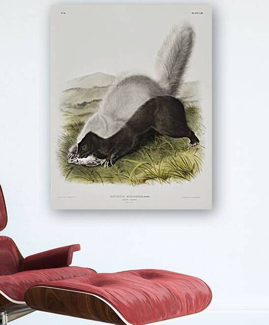 Texan Skunk Mephitis mesoleuca  by IStockHistory com