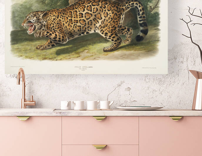 Jaguar Felis onca  by IStockHistory com