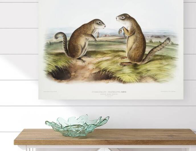 Marmot Squirrel Spermophilus Franklinii  by IStockHistory com