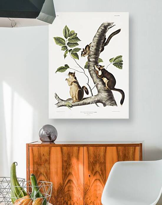 Squirrel Sciurus Douglassii  by IStockHistory com