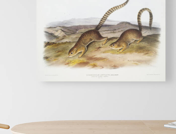 Annulated Marmot Squirrel Spermophilus annulatus  by IStockHistory com