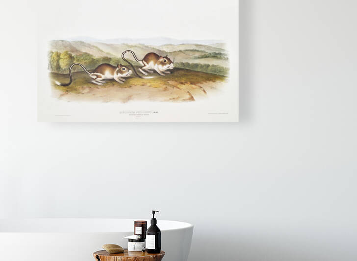 Pouched Jerboa Mouse Dipodomys Phillipsii  by IStockHistory com