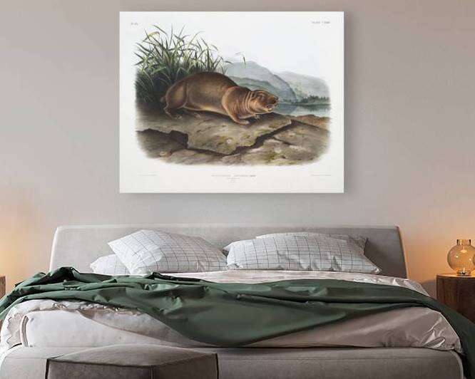 Sewellel Aplodontia leporina  by IStockHistory com