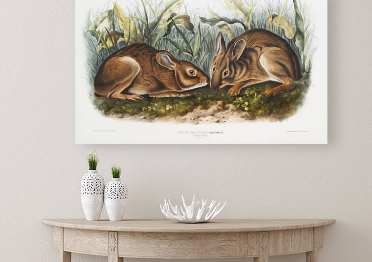 Marsh Hare Lepus palustris  by IStockHistory com