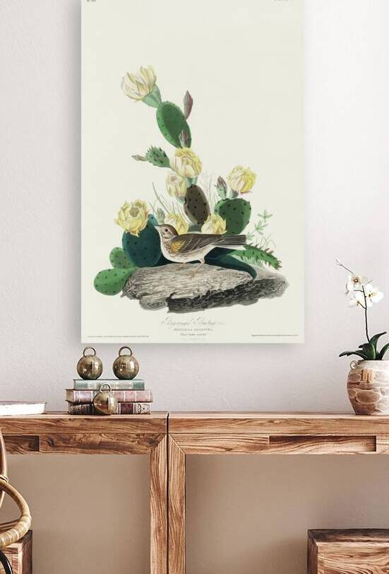 Grass Finch or Bay-winged Bunting by IStockHistory com