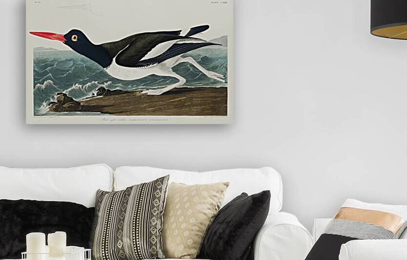 Wandering Shearwater by IStockHistory com