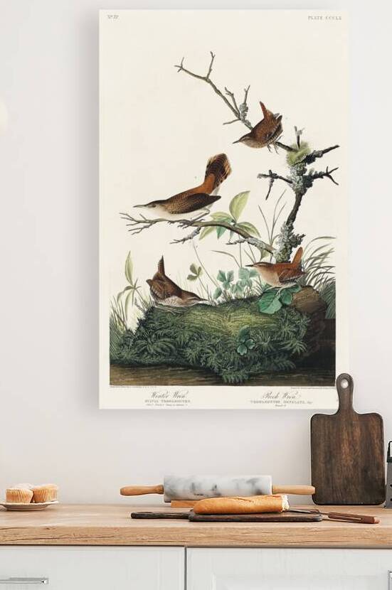 Winter Wren and Rock Wren by IStockHistory com