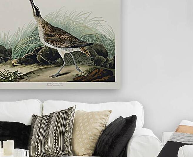 Hudsonian Curlew by IStockHistory com