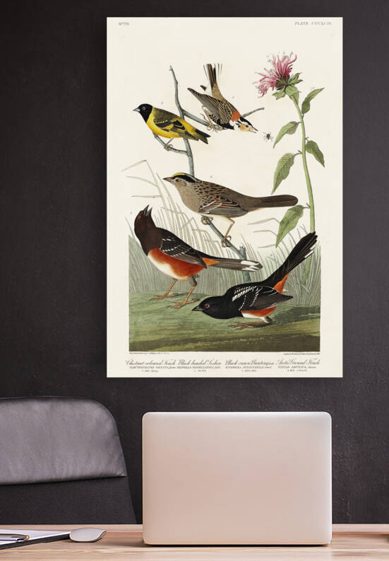 Chestnut-coloured Finch Black-headed Siskin Black crown Bunting and Arctic Ground Finch by IStockHistory com