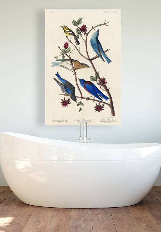 Townsends Warbler Arctic Blue-bird and Western Blue-bird by IStockHistory com