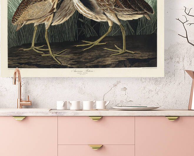 American Bittern by IStockHistory com