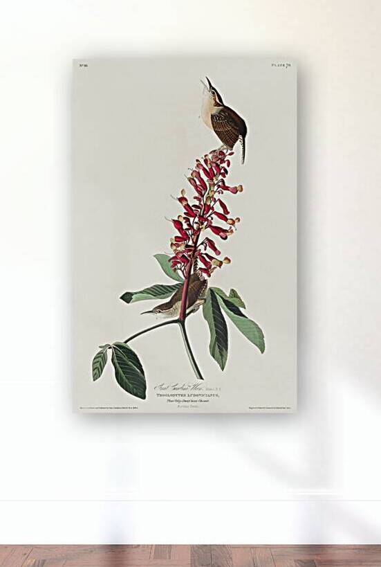 Great Carolina Wren by IStockHistory com