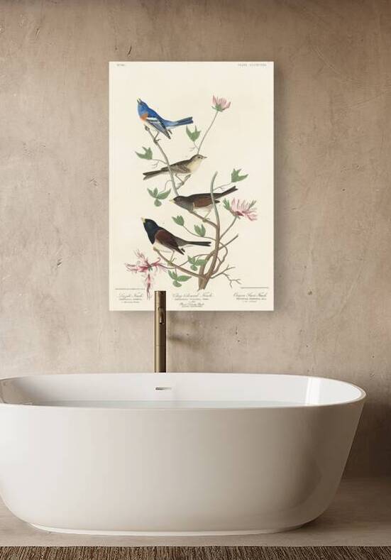 Lazuli Finch Clay-coloured Finch Oregon Snow Finch by IStockHistory com