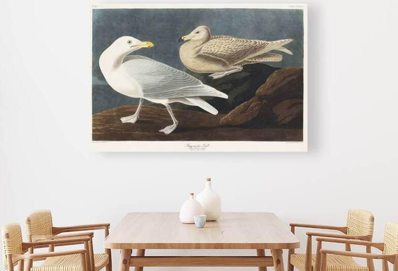 Burgomaster Gull by IStockHistory com