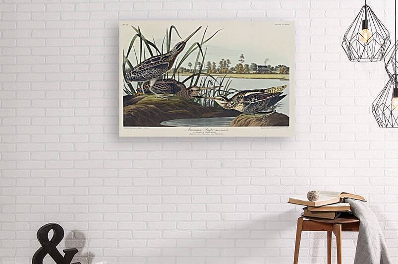 American Snipe by IStockHistory com