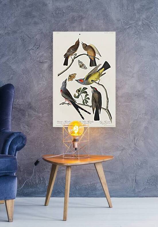 Arkansaw Flycatcher Swallow-Tailed Flycatcher and Says Flycatcher by IStockHistory com