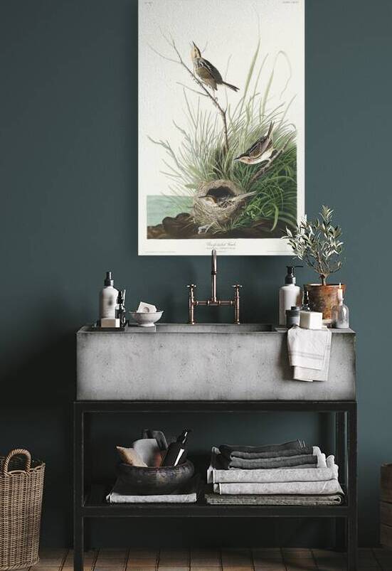 Sharp-tailed Finch by IStockHistory com