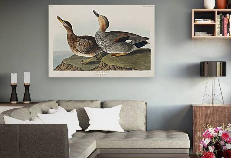 Gadwall Duck by IStockHistory com