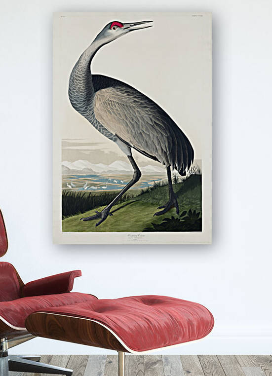 Hooping Crane by IStockHistory com