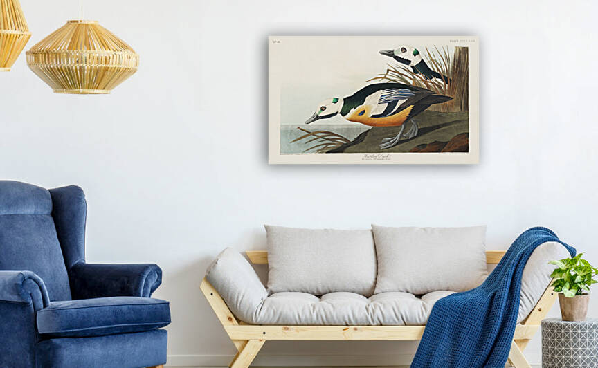 Western Duck by IStockHistory com