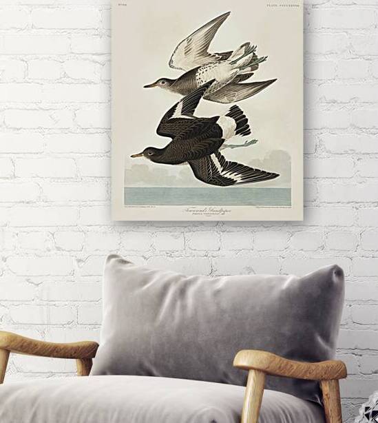 Townsends Sandpiper by IStockHistory com