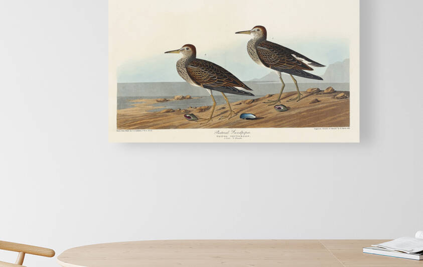 Pectoral Sandpiper by IStockHistory com