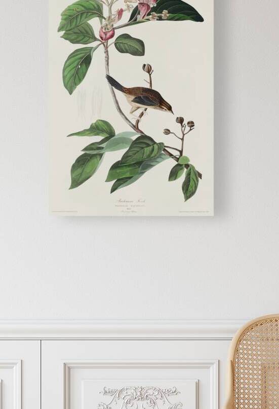 Bachmans Finch by IStockHistory com