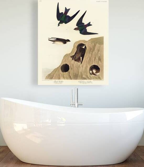 Bank Swallow and Violet-green Swallow by IStockHistory com