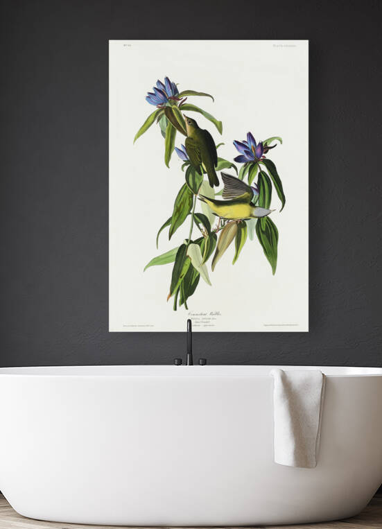 Connecticut Warbler by IStockHistory com