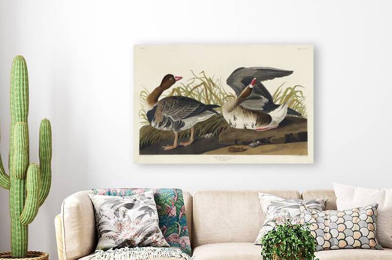 White-fronted Goose by IStockHistory com