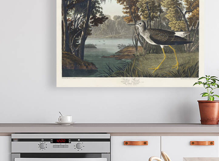 Yellow Shank by IStockHistory com