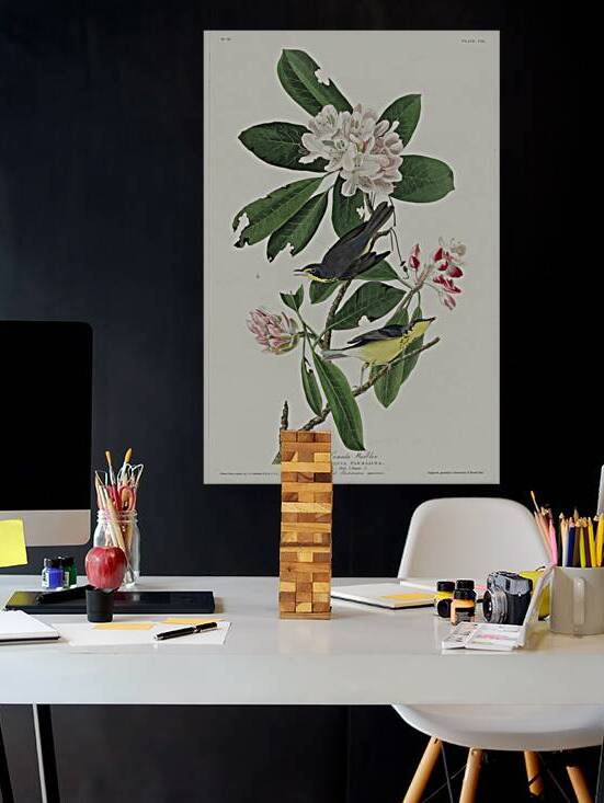 Canada Warbler by IStockHistory com