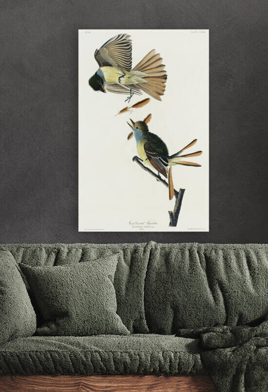 Great Crested Flycatcher by IStockHistory com