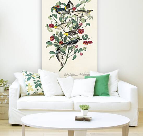 Audubons Warbler Hermit Warbler and Black-throated gray Warbler by IStockHistory com