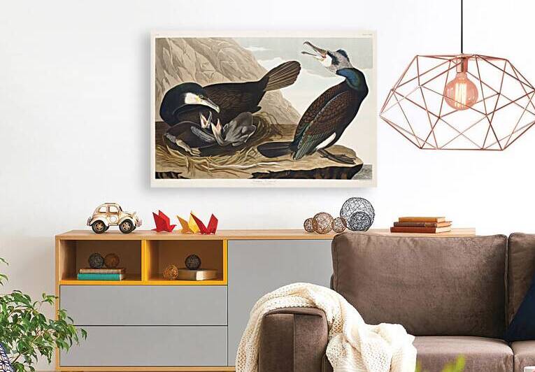 Common Cormorant by IStockHistory com