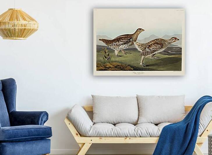 Sharp-tailed Grouse by IStockHistory com