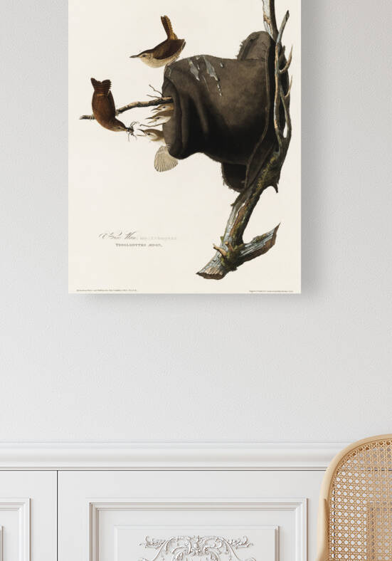 House Wren by IStockHistory com