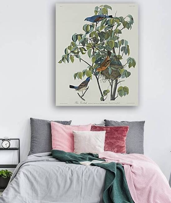 Blue Grosbeak by IStockHistory com