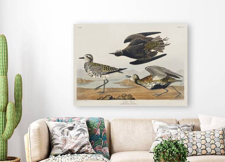 Golden Plover by IStockHistory com